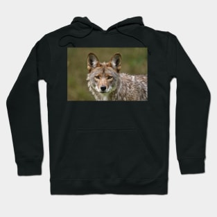 Coyote Hoodie